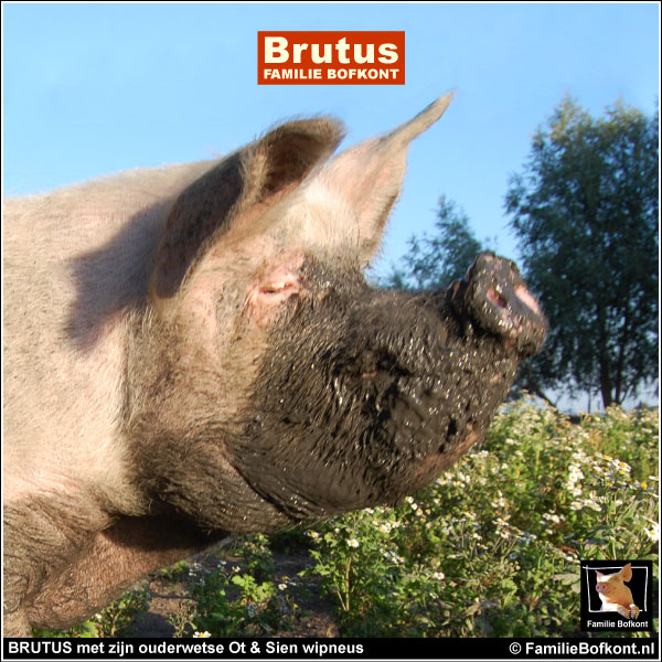 BRUTUS met zijn ouderwetse Ot & Sien wipneus