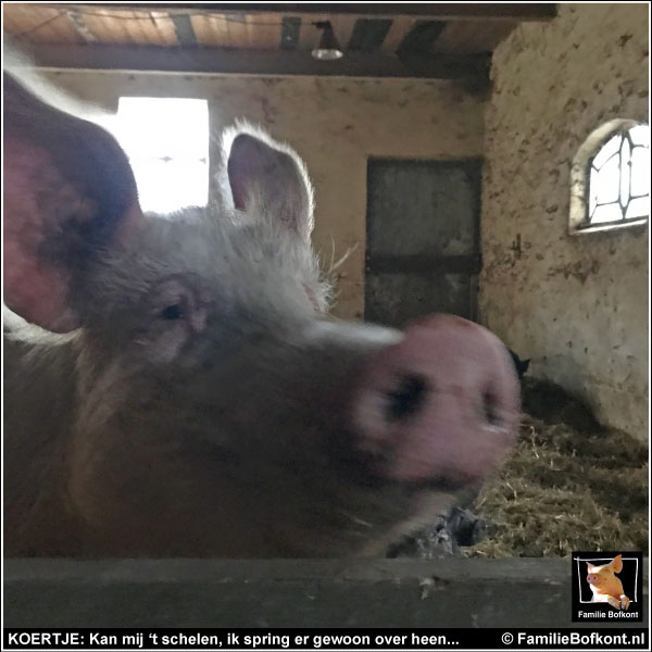 KOERTJE: Kan mij ‘t schelen, ik spring er gewoon over heen...