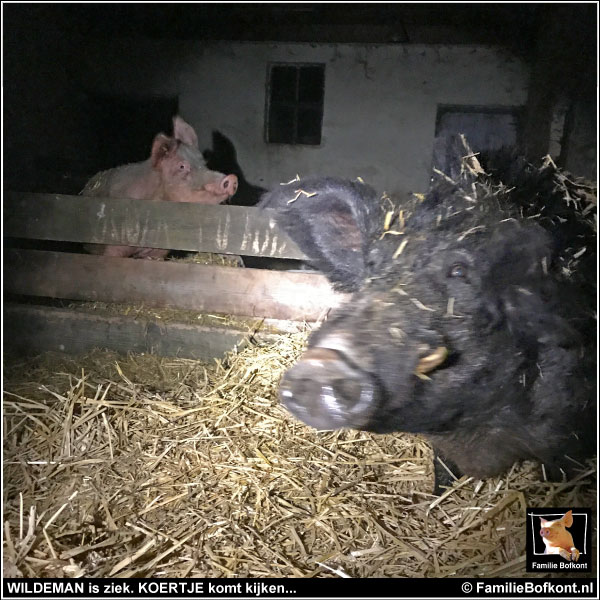 WILDEMAN is ziek. KOERTJE komt kijken...