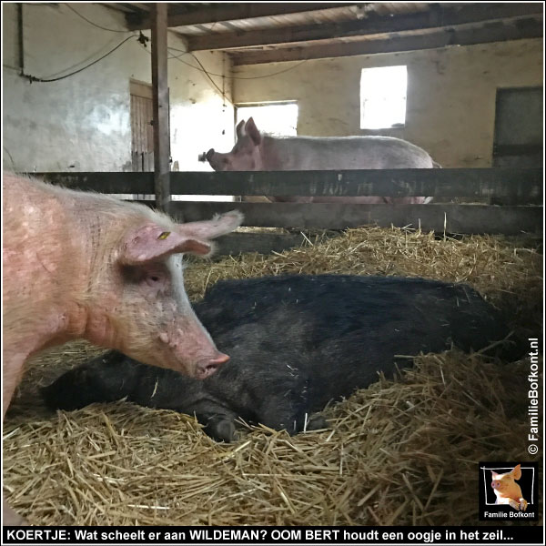 KOERTJE: Wat scheelt er aan WILDEMAN? OOM BERT houdt een oogje in het zeil...