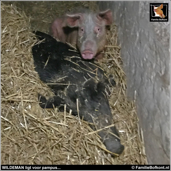 WILDEMAN ligt voor pampus...