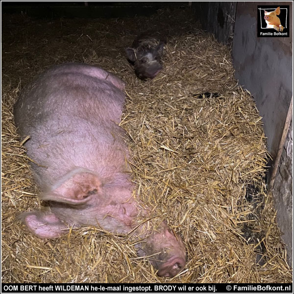 OOM BERT heeft WILDEMAN he-le-maal ingestopt. BRODY wil er ook bij.