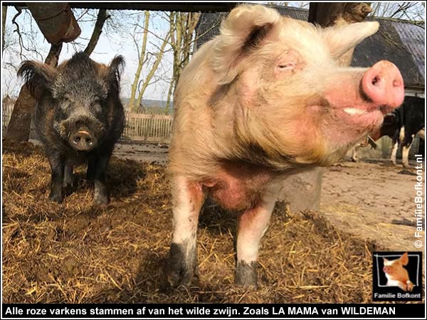 Alle roze varkens stammen af van het wilde zwijn. Zoals LA MAMA van WILDEMAN