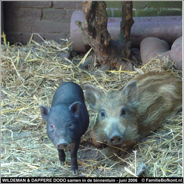 WILDEMAN & DAPPERE DODO samen in de binnentuin - juni 2006