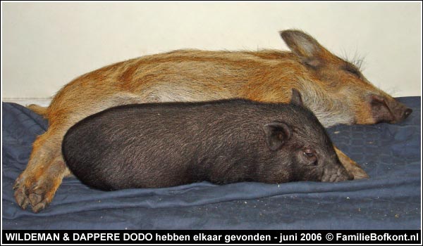 WILDEMAN & DAPPERE DODO hebben elkaar gevonden - juni 2006