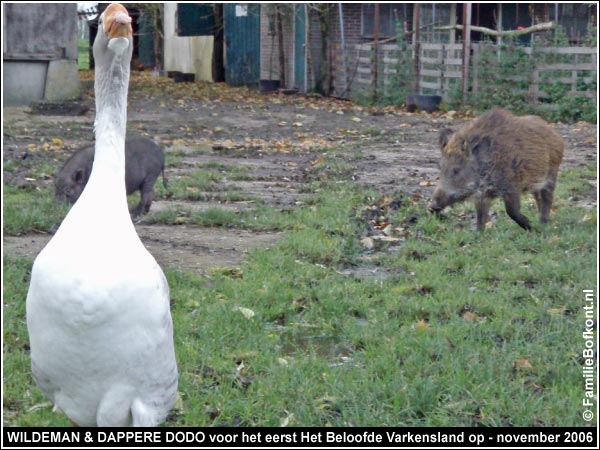 WILDEMAN & DAPPERE DODO voor het eerst Het Beloofde Varkensland op - 11 november 2006