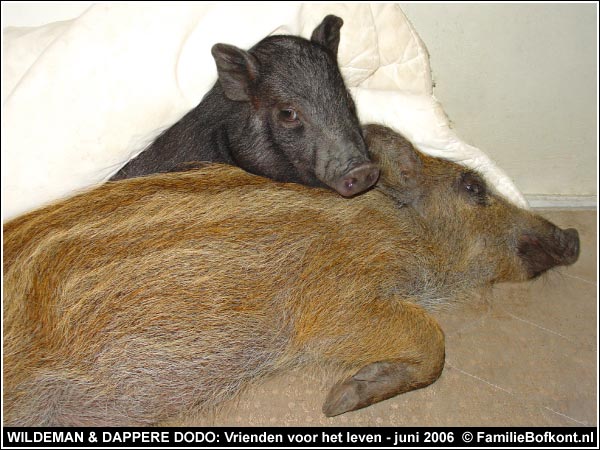 WILDEMAN & DAPPERE DODO: Vrienden voor het leven - juni 2006