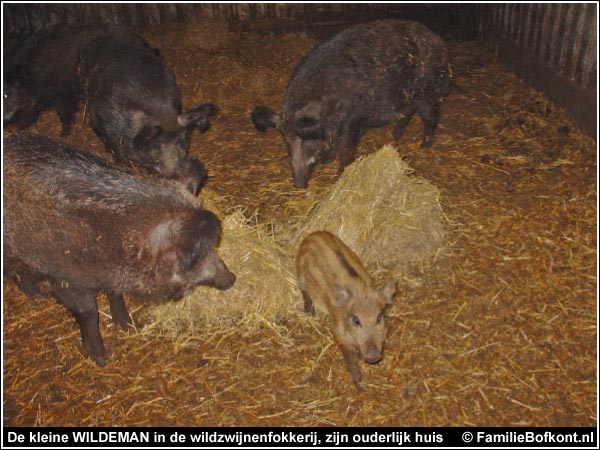 De kleine WILDEMAN in de wildzwijnenfokkerij, zijn ouderlijk huis - mei 2006