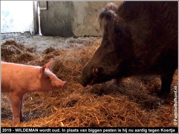 2019 - WILDEMAN wordt oud. In plaats van biggen pesten is hij nu aardig tegen Koertje