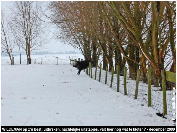 WILDEMAN op z’n best: uitbreken, nachtelijke uitstapjes, valt hier nog wat te kloten? - december 2009