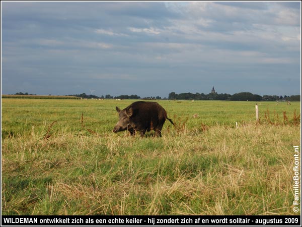 WILDEMAN ontwikkelt zich als een echte keiler - hij zondert zich af en wordt solitair - augustus 2009