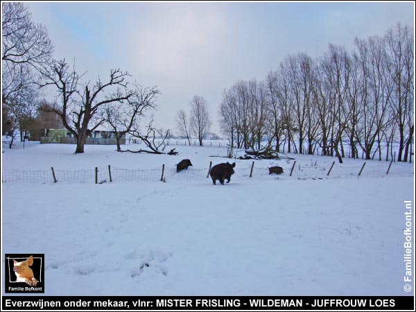 Everzwijnen onder mekaar, vlnr: MISTER FRISLING - WILDEMAN - JUFFROUW LOES