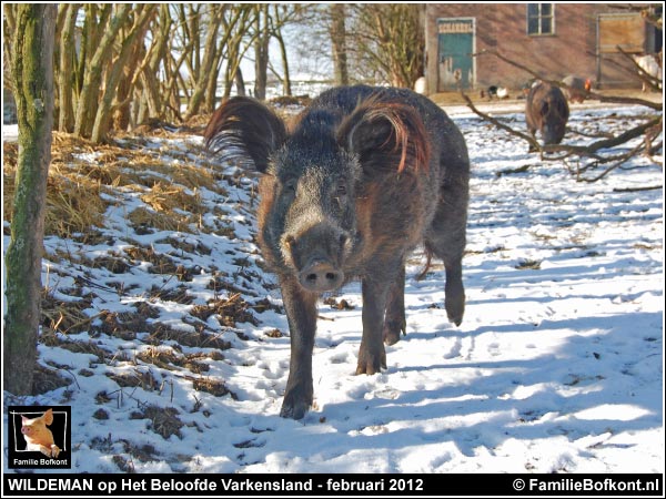 WILDEMAN op Het Beloofde Varkensland - februari 2012