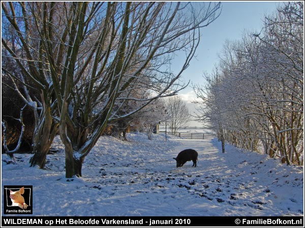 WILDEMAN op Het Beloofde Varkensland - januari 2010