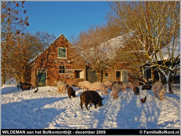 WILDEMAN tijdens Bofkontontbijt op Het Beloofde Varkensland - december 2009