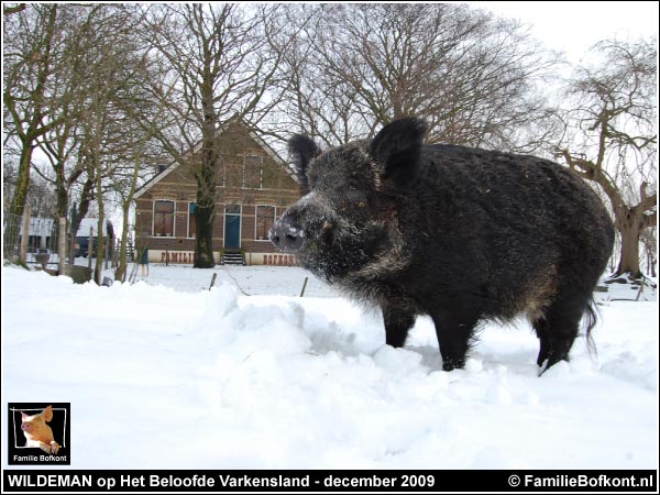 WILDEMAN op Het Beloofde Varkensland - december 2009