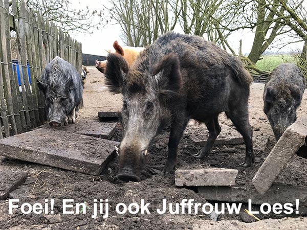 Foei! En jij ook Juffrouw Loes!