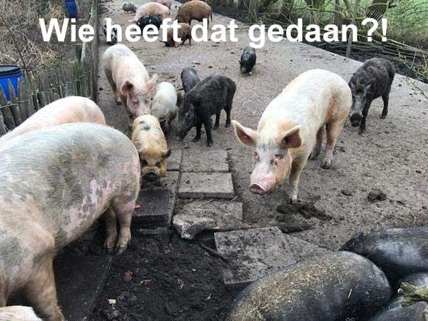 Wie heeft dat gedaan?!