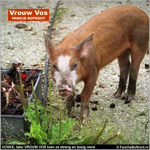 VOSKE, later VROUW VOS toen ze streng en bazig werd