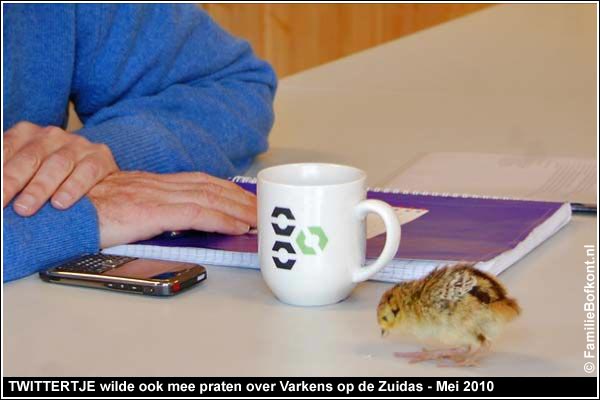 FOTO 1 https://2021.bfknt.nl/20210310-familie-bofkont-fazant-kuiken-twittertje-zuidas-werkbespreking-1-600.jpg