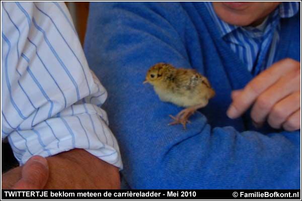 FOTO 2 https://2021.bfknt.nl/20210310-familie-bofkont-fazant-kuiken-twittertje-zuidas-werkbespreking-2-600.jpg