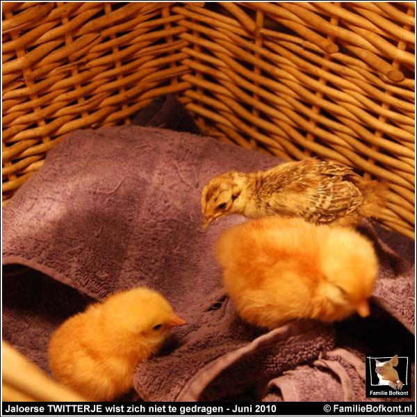 FOTO 1 https://2021.bfknt.nl/20210312-familie-bofkont-fazant-kuiken-twittertje-jaloers-golden-girls-600.jpg