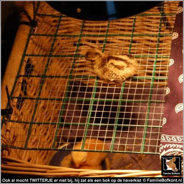 FOTO 2 https://2021.bfknt.nl/20210312-familie-bofkont-fazant-kuiken-twittertje-mand-golden-girls-600.jpg