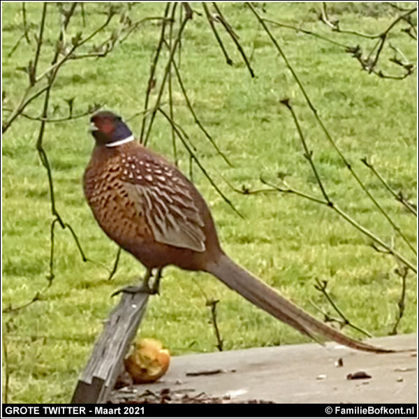 FOTO https://2021.bfknt.nl/20210314-familie-bofkont-volwassen-fazant-haan-twittertje-600.jpg