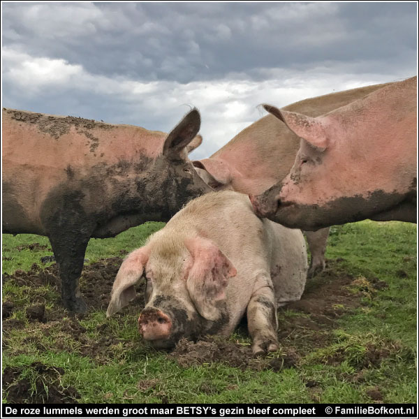 FOTO 10 https://2021.bfknt.nl/20210316-familie-bofkont-moedervarken-fokzeug-betsy-en-roze-lummels-bofkontboerderij-600.jpg