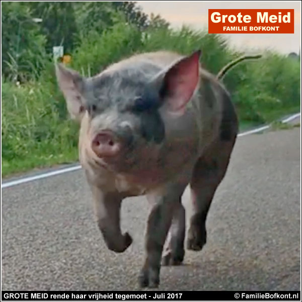 GROTE MEID