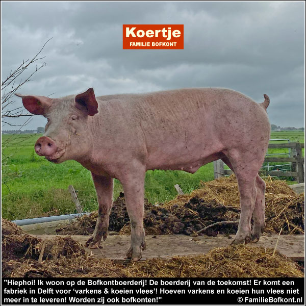 Hiephoi! Ik woon op de Bofkontboerderij! De boerderij van de toekomst! Er komt een fabriek in Delft voor ‘varkens & koeien vlees’! Hoeven varkens en koeien hun vlees niet meer in te leveren! Worden zij ook bofkonten!