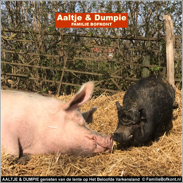 AALTJE & DUMPIE genieten van de lente op Het Beloofde Varkensland