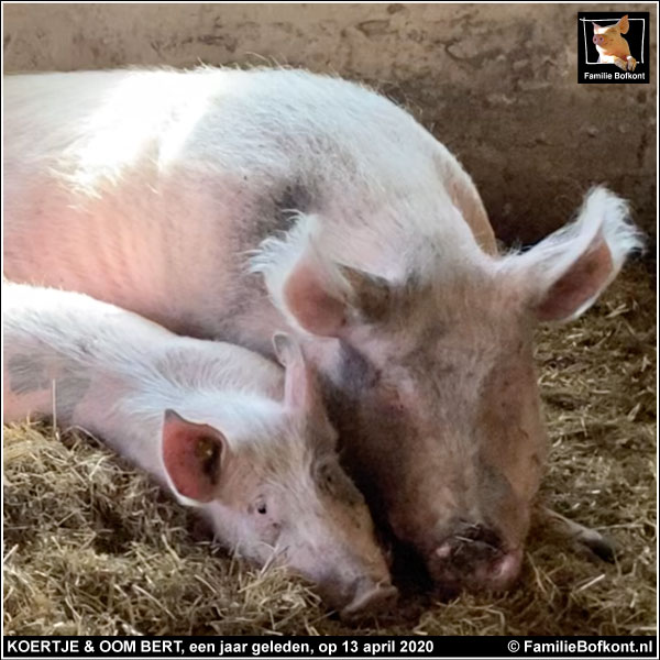 KOERTJE & OOM BERT, een jaar geleden, op 13 april 2020