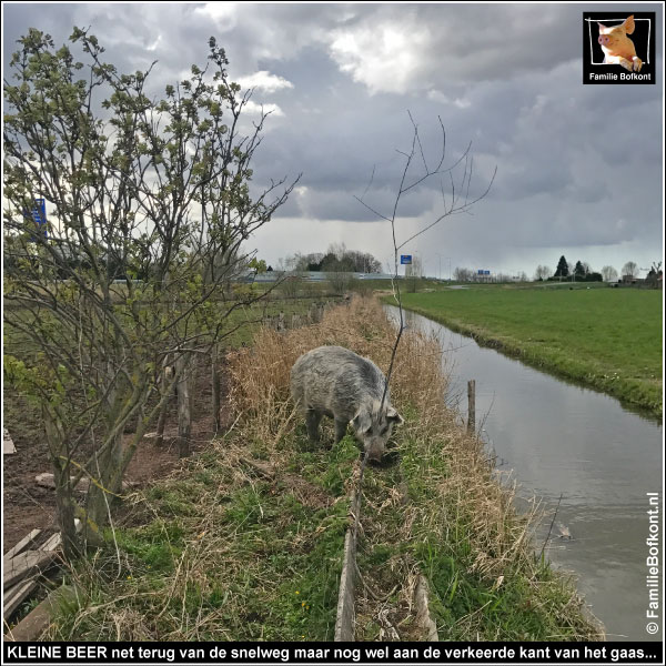 KLEINE BEER net terug van de snelweg maar nog wel aan de verkeerde kant van het gaas...