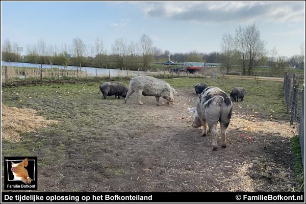 FOTO https://2021.bfknt.nl/20210419-familie-bofkont-varkens-de-black-boys-en-kleine-beer-willy-tijdelijke-oplossing-bofkonteiland-600.jpg
