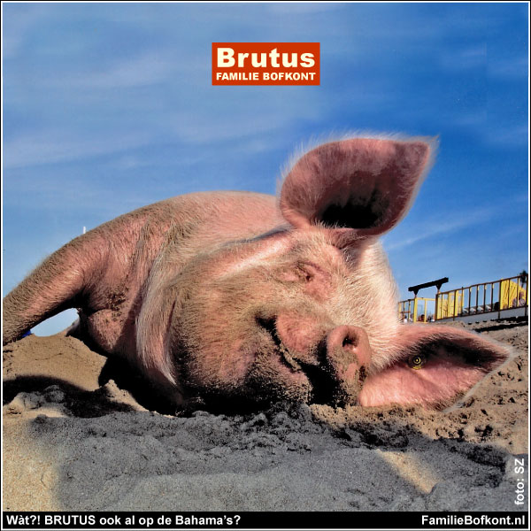 Wàt?! BRUTUS ook al op de Bahama’s?