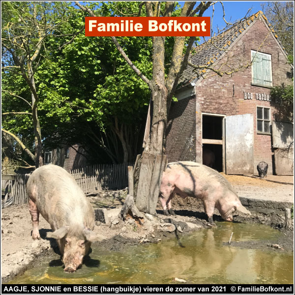 AAGJE, SJONNIE en BESSIE (hangbuikje) vieren de zomer van 2021