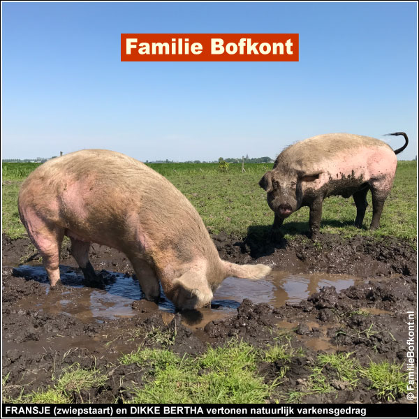 FRANSJE (zwiepstaart) en DIKKE BERTHA vertonen natuurlijk varkensgedrag