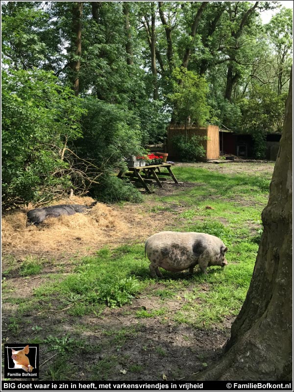 BIG doet waar ie zin in heeft, met vriendjes in vrijheid