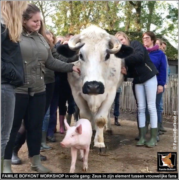 FAMILIE BOFKONT WORKSHOP in volle gang: Zeus in zijn element tussen vrouwelijke fans