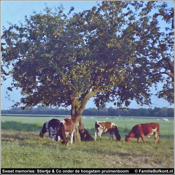 Sweet memories: Stiertje & Co onder de hoogstam pruimenboom