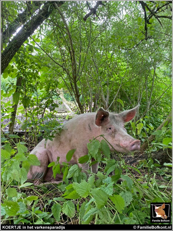 KOERTJE in het varkensparadijs