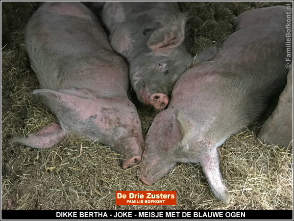 DIKKE BERTHA - JOKE - MEISJE MET DE BLAUWE OGEN