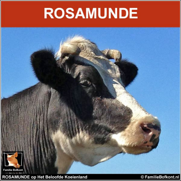 ROSAMUNDE op Het Beloofde Koeienland