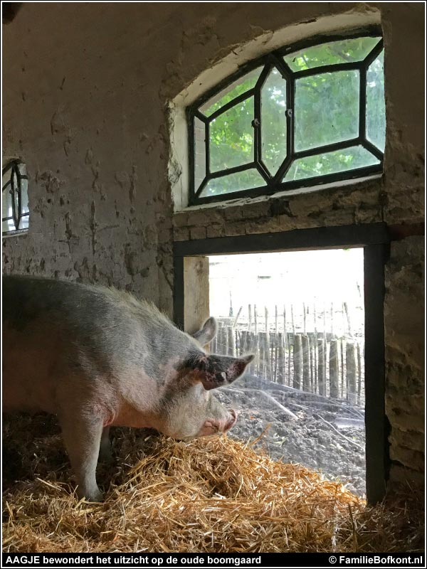 AAGJE bewondert het uitzicht op de oude boomgaard