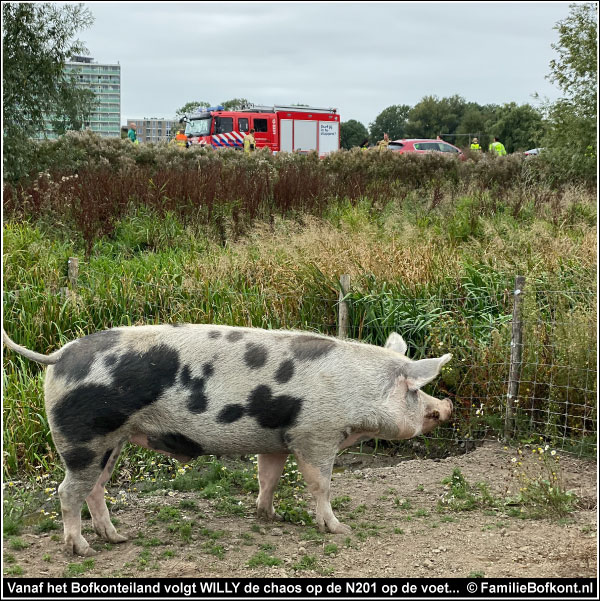 Vanaf het Bofkonteiland volgt WILLY de chaos op de N201 op de voet...