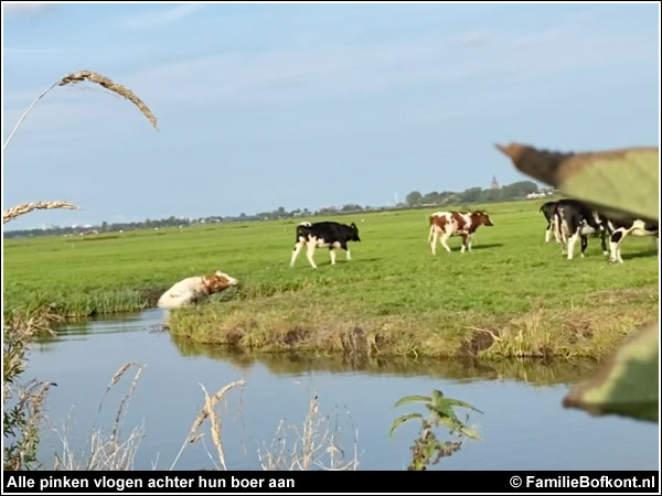 Alle pinken vlogen achter hun boer aan