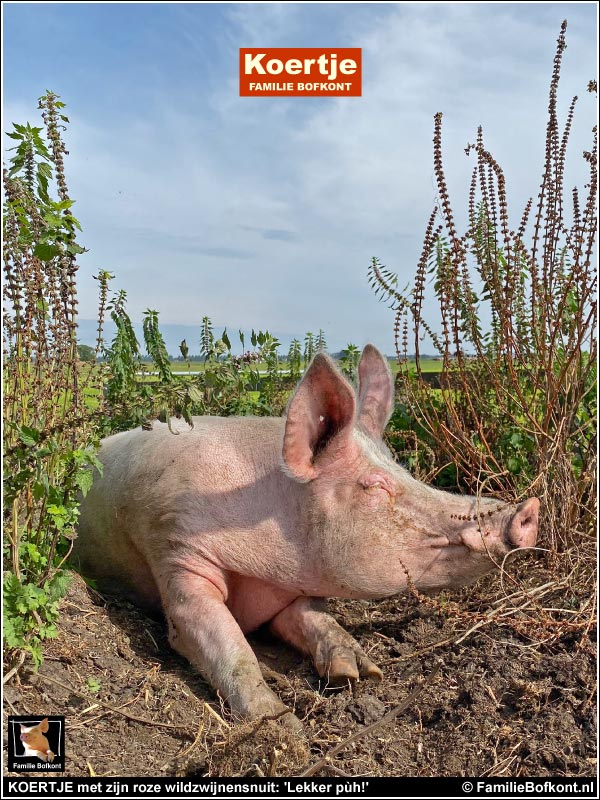 KOERTJE met zijn roze wildzwijnensnuit: 'Lekker pùh!'