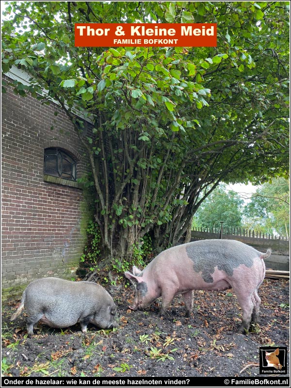 Onder de hazelaar: wie kan de meeste hazelnoten vinden?