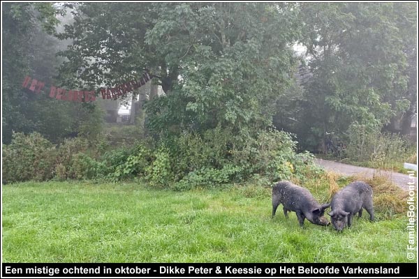 Een mistige ochtend in oktober - Dikke Peter & Keessie op Het Beloofde Varkensland